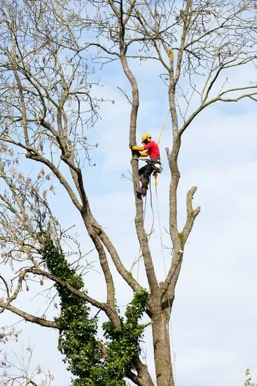 Professional landscape installation for year-round maintenance across Saint Cloud, FL - The Tree Service Company