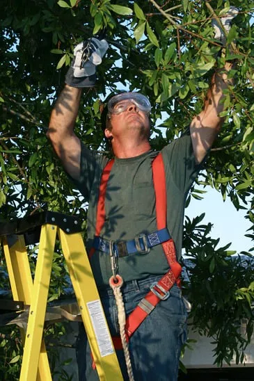 Top-rated lawn care service experts serving Saint Cloud, FL - The Tree Service Company
