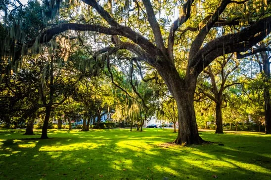 Trusted yard maintenance for outdoor upgrades across Saint Cloud, FL - The Tree Service Company