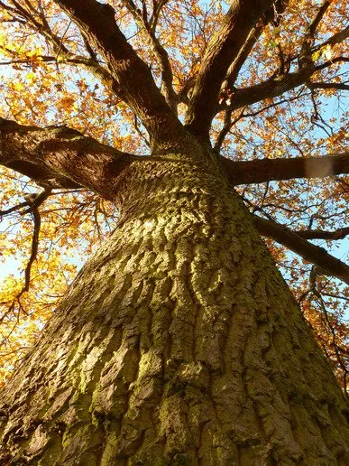 Trusted lawn care service for homes across Saint Cloud, FL - The Tree Service Company