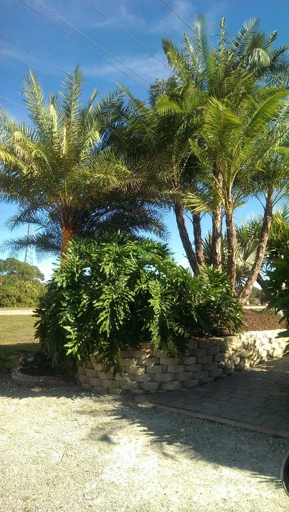 Professional lawn mowing service in Port Charlotte, FL - The Tree Store