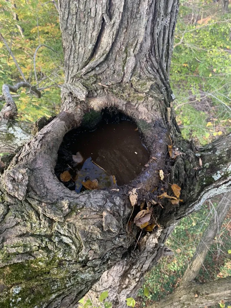 Expert yard cleanup service experts serving Marshall, VA - The Tree Surgeon