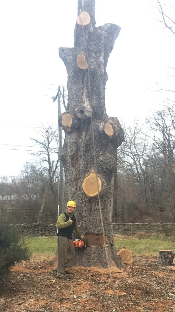 Reliable lawn care service in Marshall, VA - The Tree Surgeon