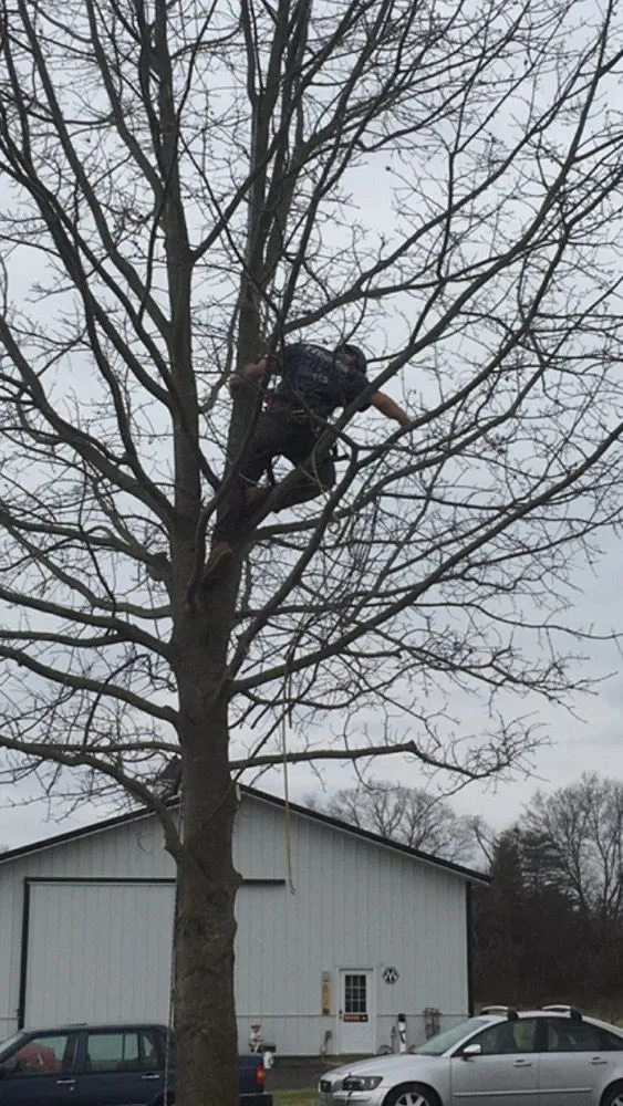 Affordable yard cleanup service for residential properties in Marshall, VA by The Tree Surgeon