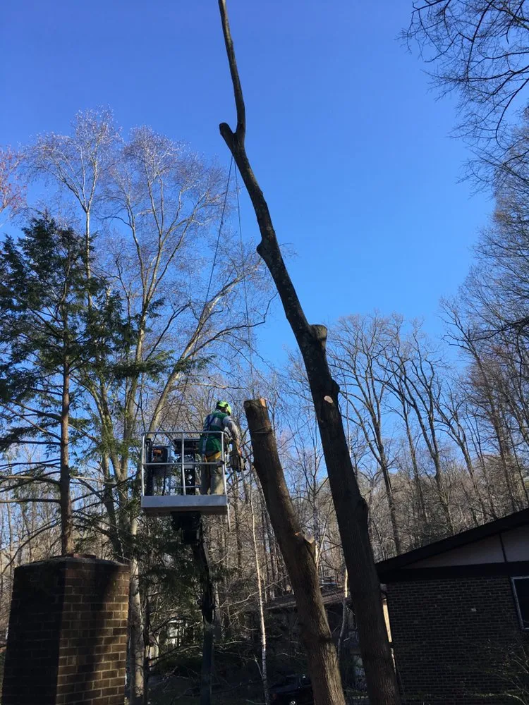 Expert landscape design for beautiful yards in Marshall, VA by The Tree Surgeon