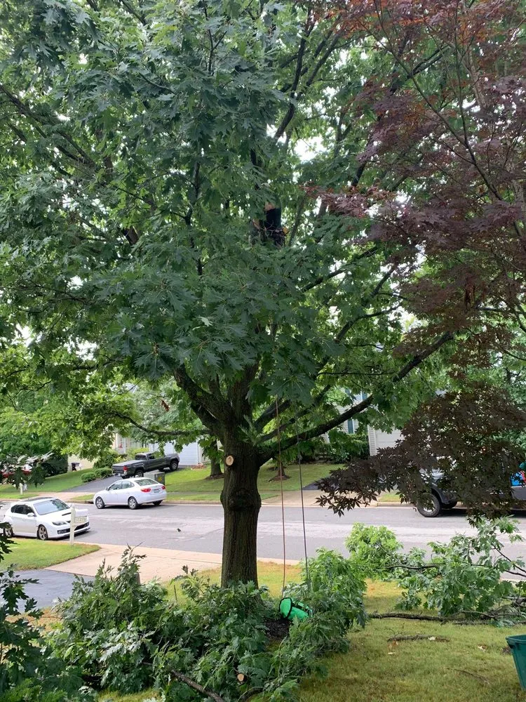 Expert residential landscaping experts serving Marshall, VA - The Tree Surgeon