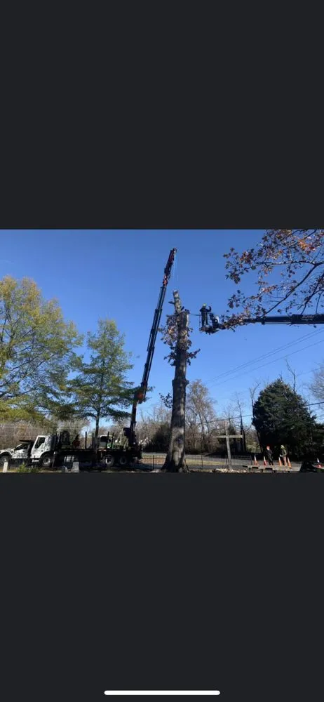 Trusted yard maintenance for outdoor upgrades across Marshall, VA - The Tree Surgeon