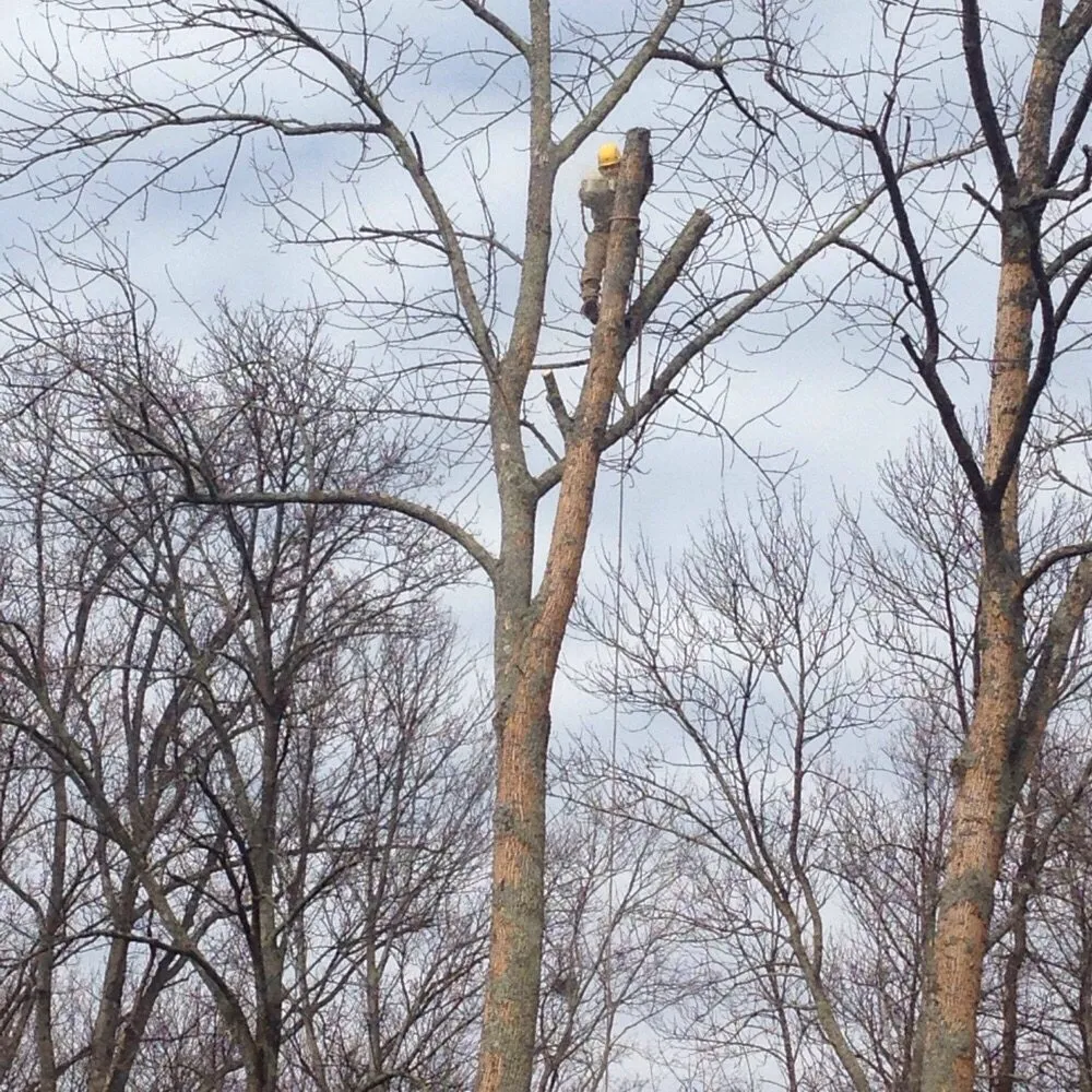 Local landscaping services in Marshall, VA by The Tree Surgeon