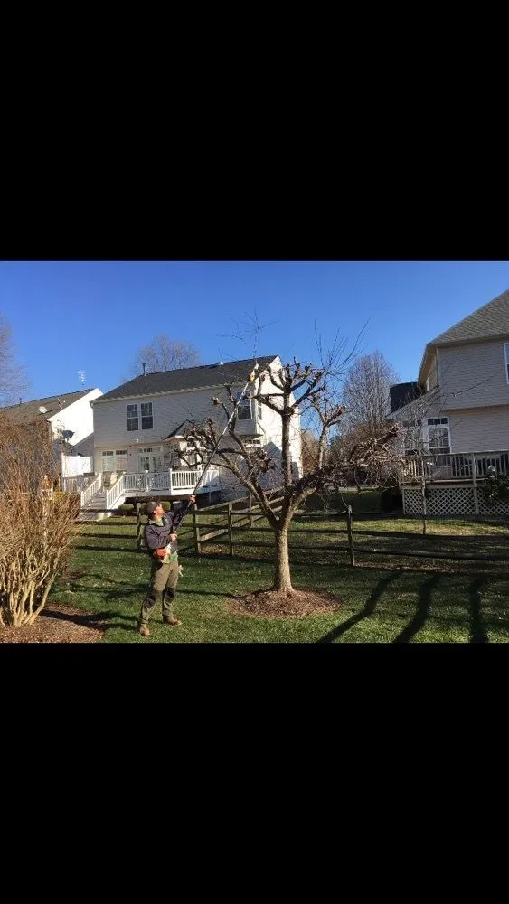 Expert landscaping services in Marshall, VA - The Tree Surgeon