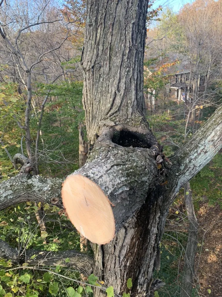 Affordable landscape installation for beautiful yards in Marshall, VA by The Tree Surgeon