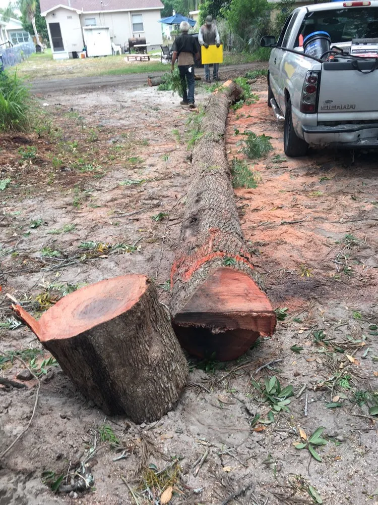 Affordable landscaping services for residential properties in Petersburg, FL by The Tree Surgeons of Tampa Bay