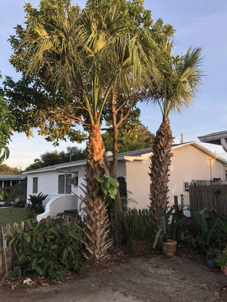 Professional lawn care service in Petersburg, FL by The Tree Surgeons of Tampa Bay