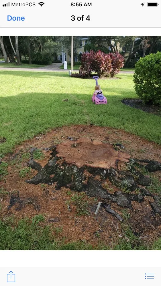 Reliable lawn mowing service experts serving Petersburg, FL - The Tree Surgeons of Tampa Bay