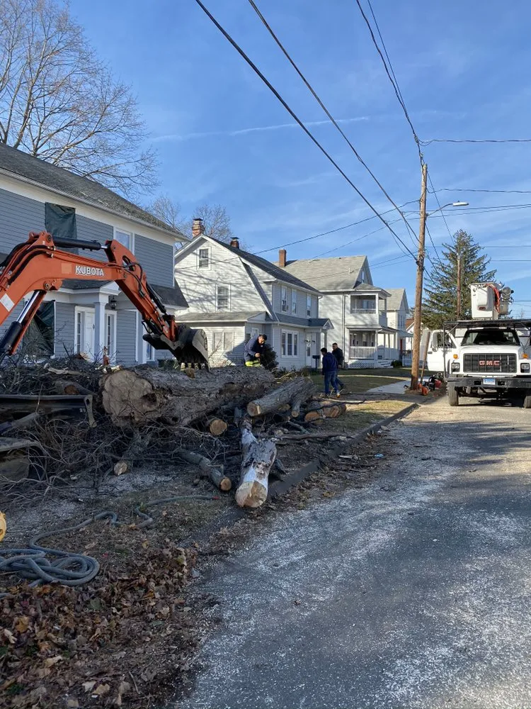 Affordable yard cleanup service in Danbury, CT by The Tree Troopers