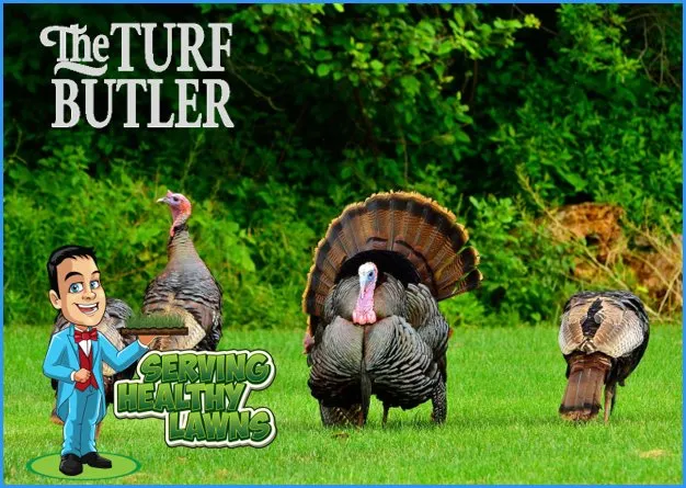 Custom landscape design in Buford, GA by The Turf Butler