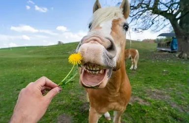 Local landscape design with custom design in Buford, GA by The Turf Butler