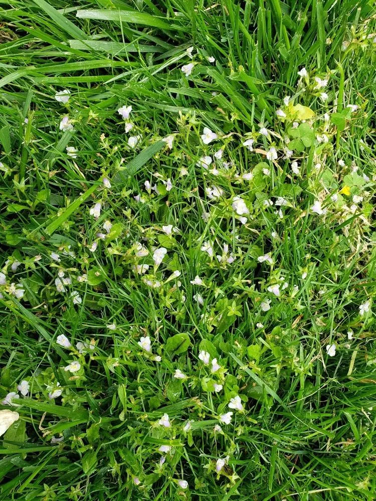 Trusted landscape installation for year-round maintenance across Franklin, TN - The Turf Doctor