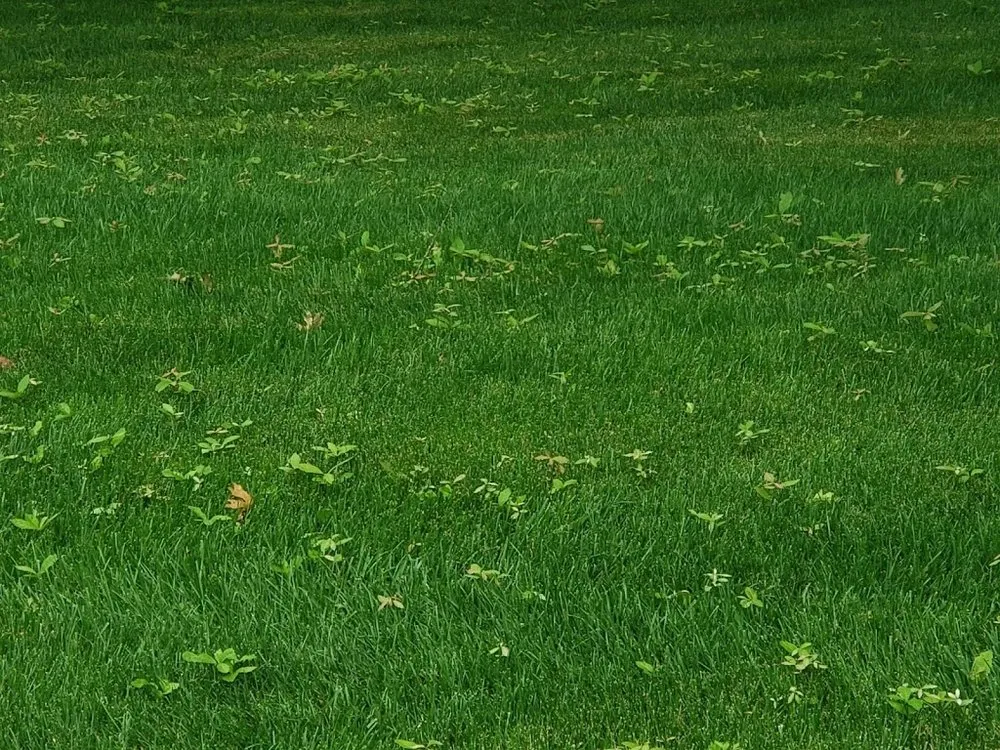 Trusted lawn mowing service for beautiful yards in Franklin, TN by The Turf Doctor