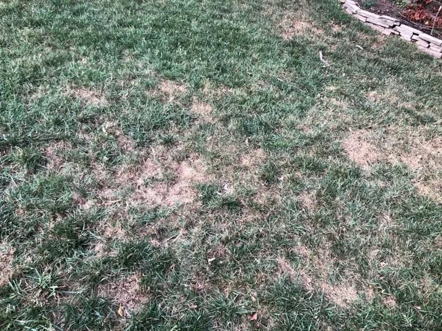 Affordable lawn mowing service in Franklin, TN - The Turf Doctor