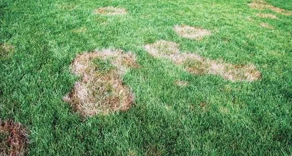 Local yard maintenance in Franklin, TN by The Turf Doctor
