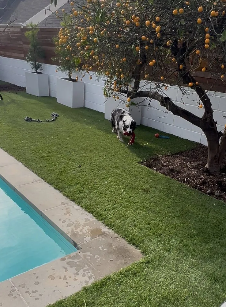 Professional landscape design in Los Angeles, CA - The Turf Giant