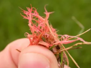 Reliable landscape installation in Shrewsbury, MA - The Turf Manager