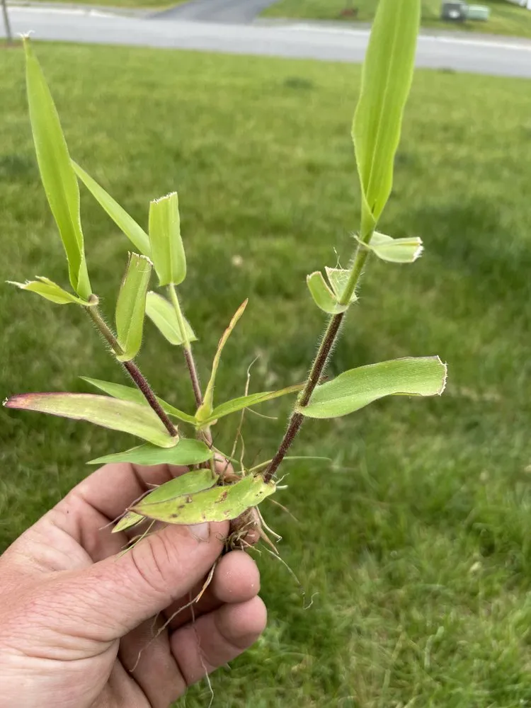 Reliable landscape installation experts serving Shrewsbury, MA - The Turf Manager