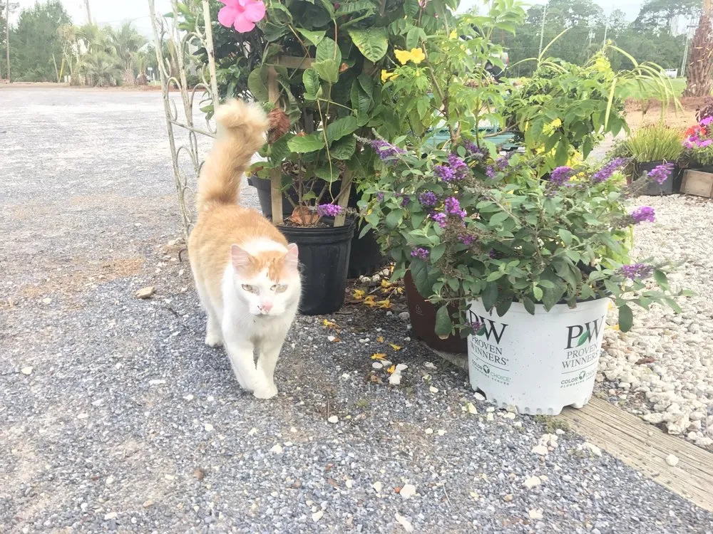 Custom landscape design in Fort Walton Beach, FL by The Turf Tailors