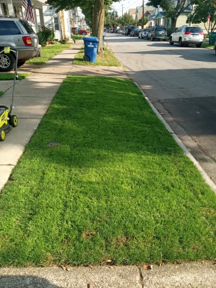 Local yard maintenance experts serving Buffalo, NY - The Turf Whisperer