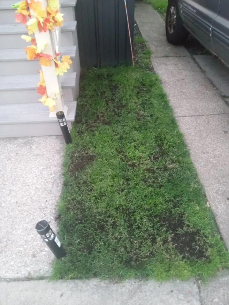 Local garden landscaping in Buffalo, NY by The Turf Whisperer