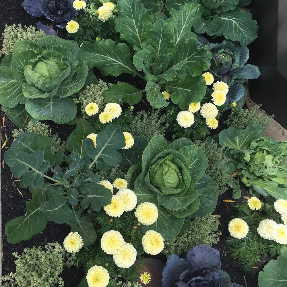 Custom lawn mowing service experts serving San Francisco, CA - The Urban Gardener