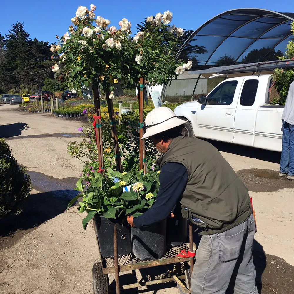 Trusted yard cleanup service in San Francisco, CA - The Urban Gardener
