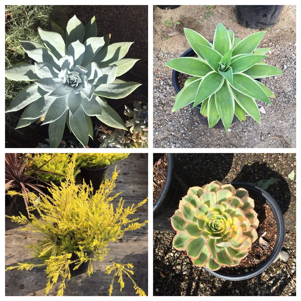 Local lawn care service for outdoor upgrades across San Francisco, CA - The Urban Gardener