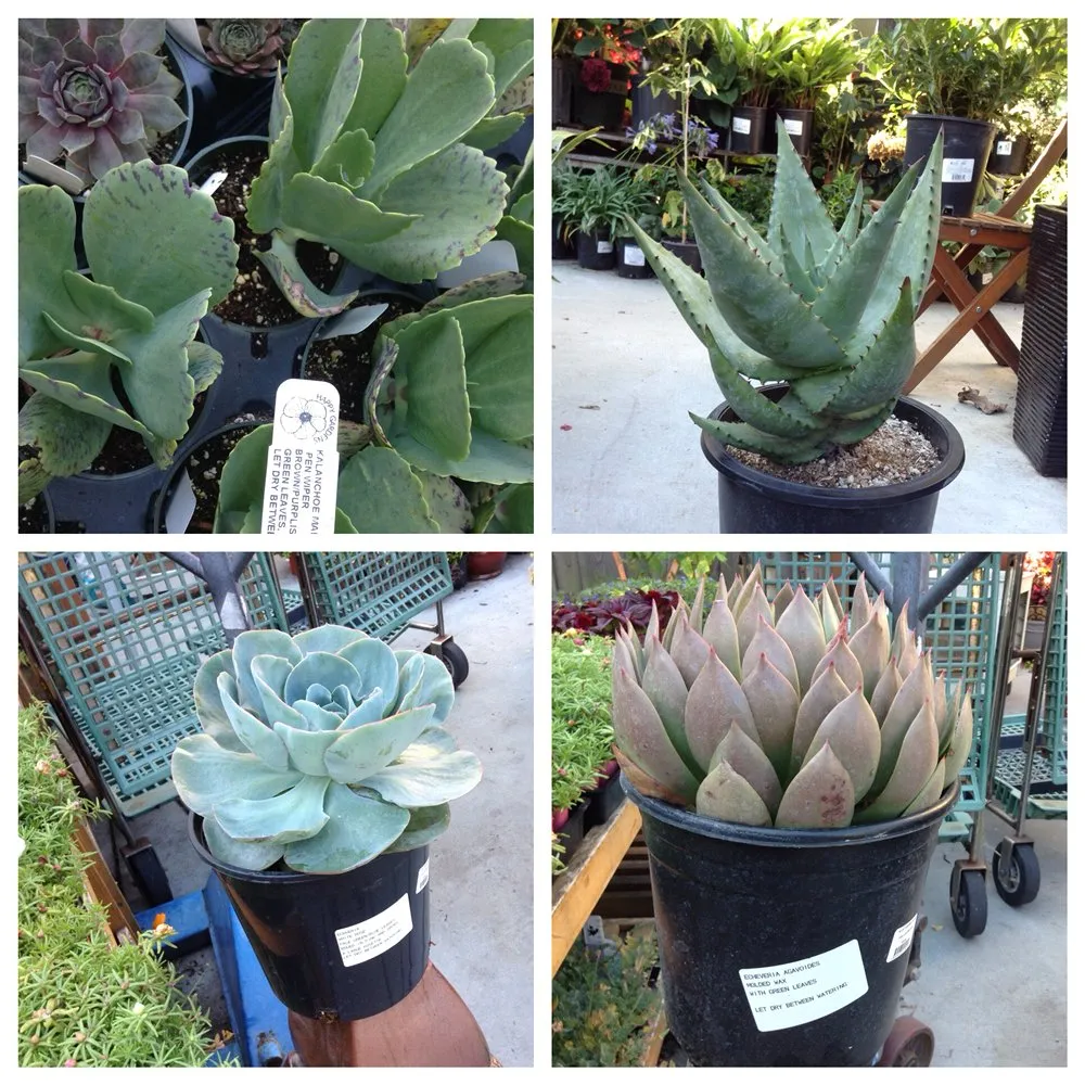 Custom yard cleanup service experts serving San Francisco, CA - The Urban Gardener