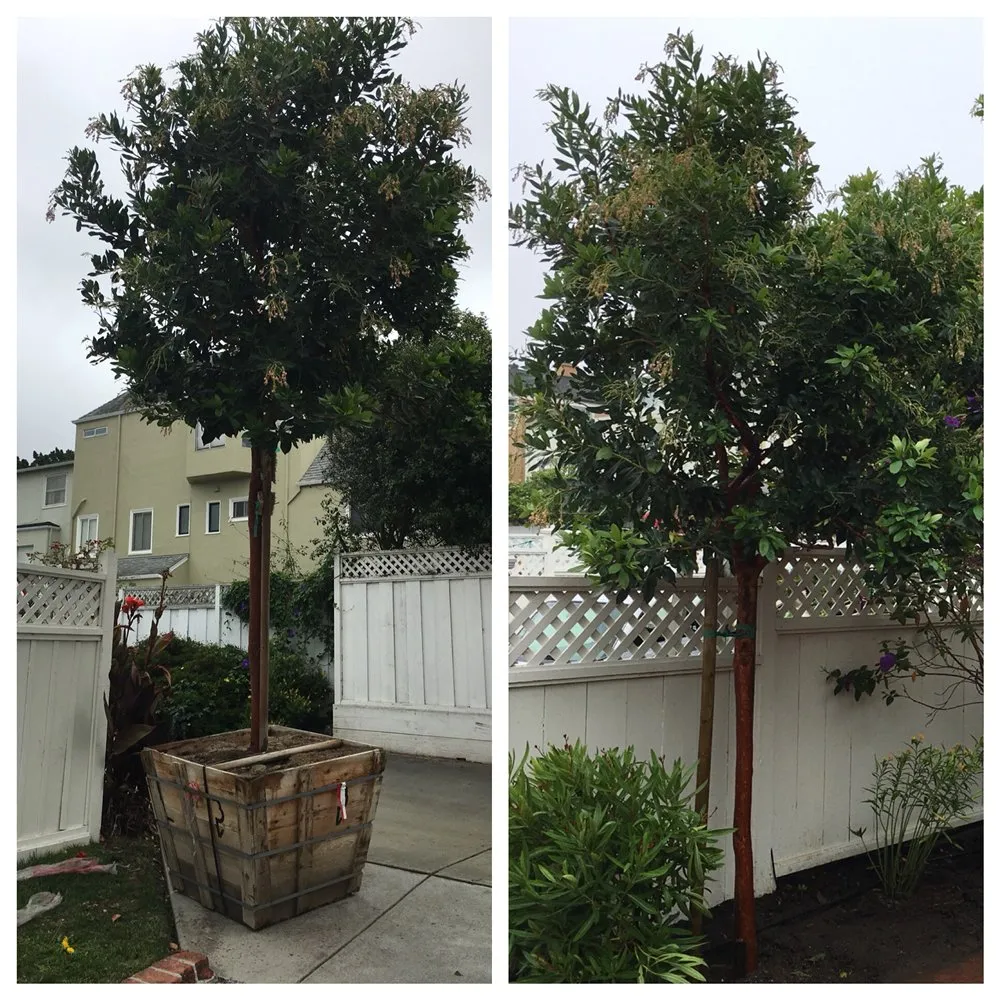 Reliable landscape installation in San Francisco, CA - The Urban Gardener