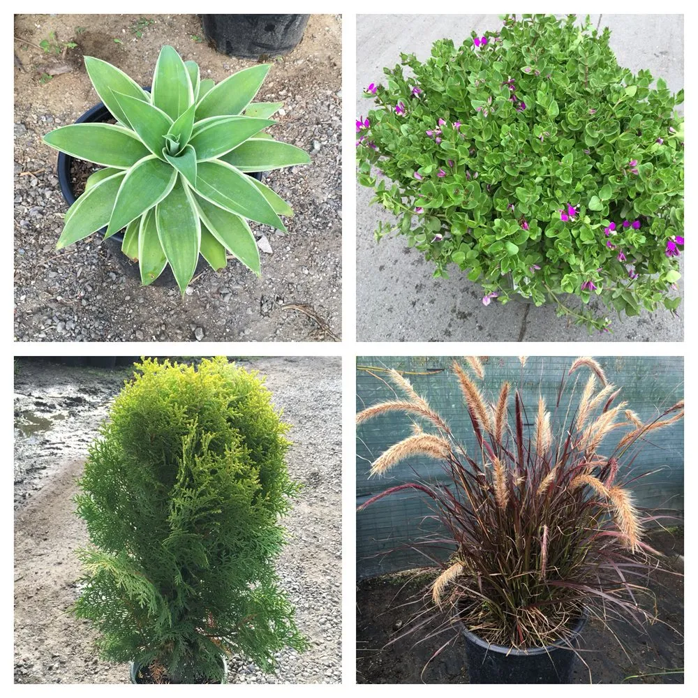 Custom landscaping services in San Francisco, CA by The Urban Gardener