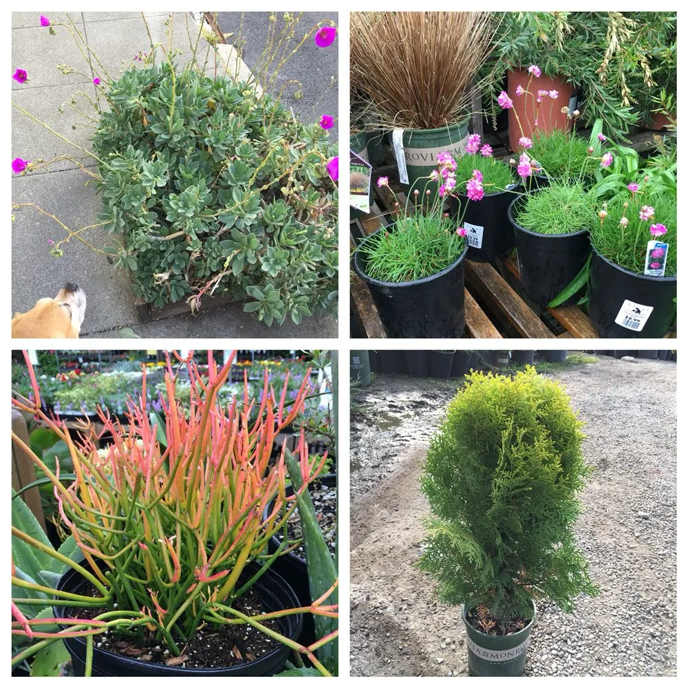 Affordable yard maintenance for outdoor upgrades in San Francisco, CA by The Urban Gardener