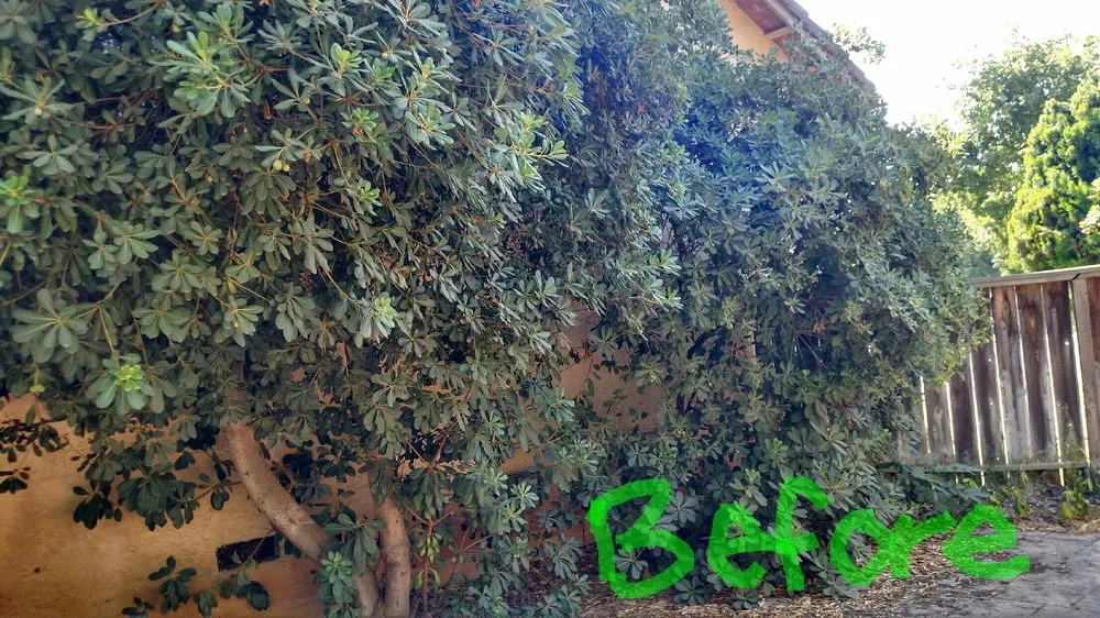 Expert residential landscaping in Modesto, CA - The Valley's Yard Cleaning