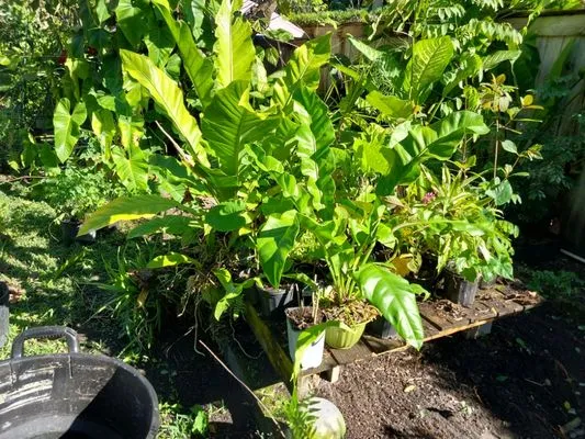 The Villages Property Care Logo