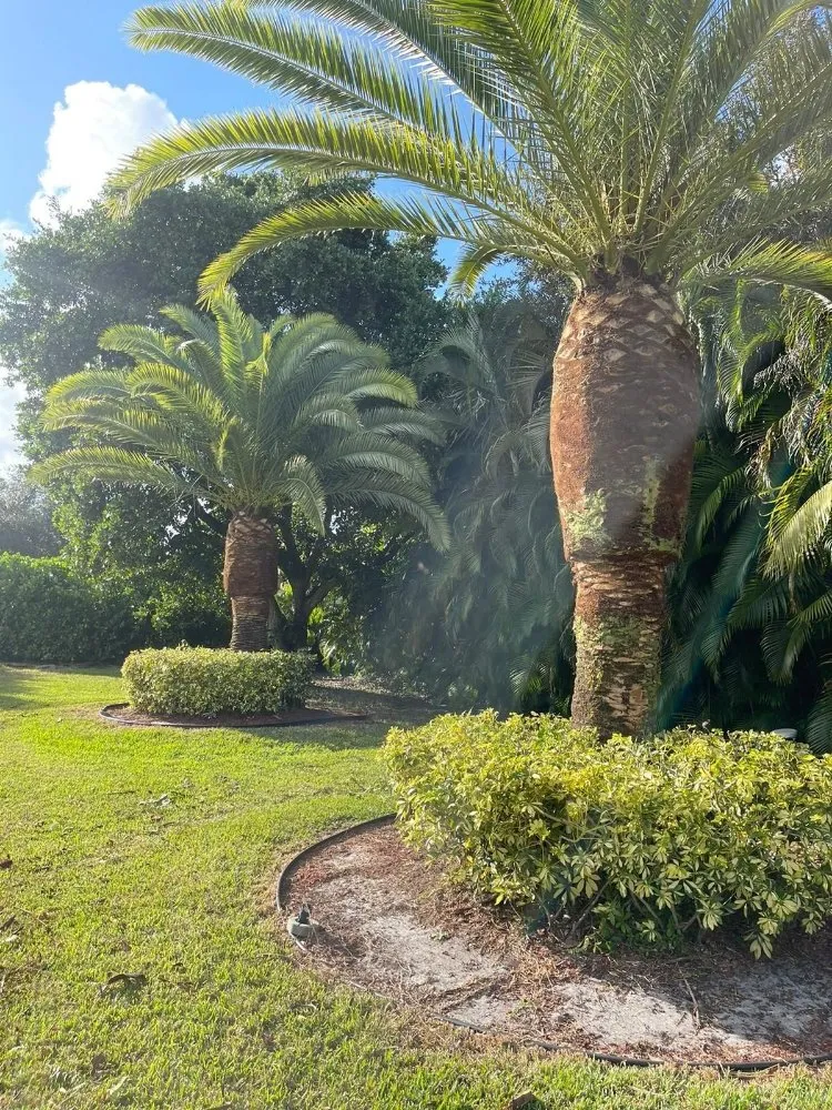 Professional landscape installation experts serving Davie, FL - The Vision Garden Landscaping