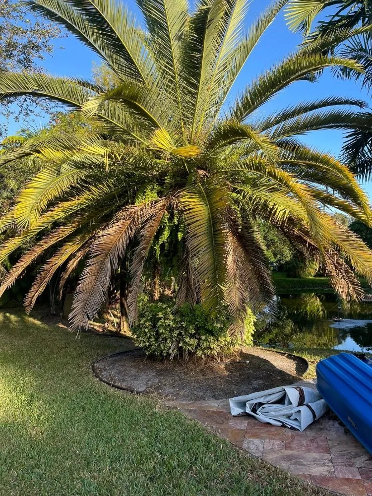 Reliable yard cleanup service for beautiful yards across Davie, FL - The Vision Garden Landscaping