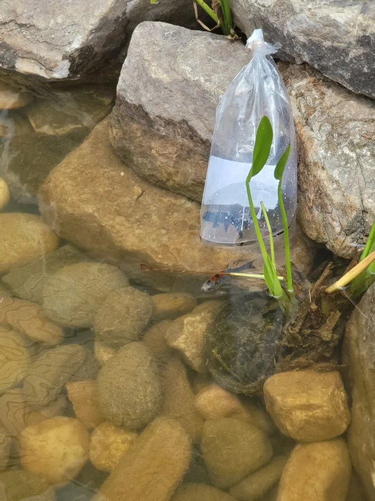 Local landscape installation experts serving Ramseur, NC - The Water Wizard