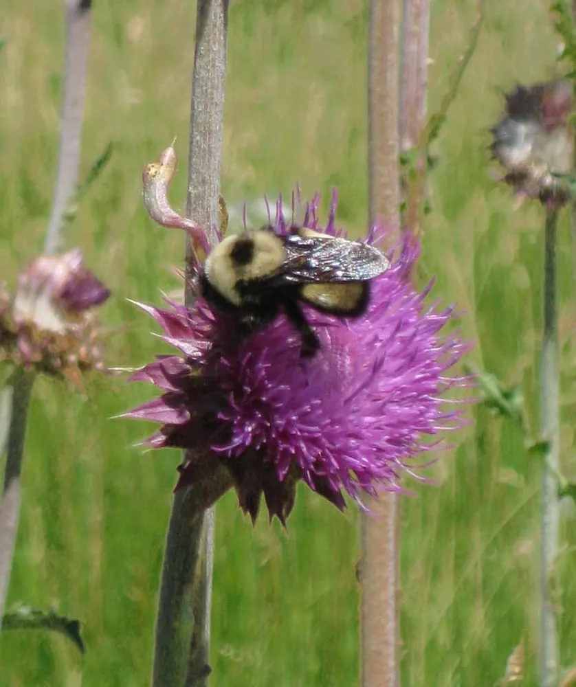 Top-rated yard cleanup service for year-round maintenance in Sagle, ID by The Weed Guy LLC