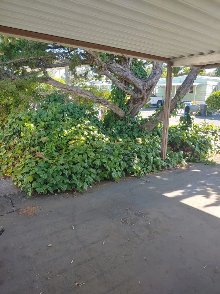 Reliable garden landscaping in Rohnert Park, CA by The Weed Man Landscaping Maintenance