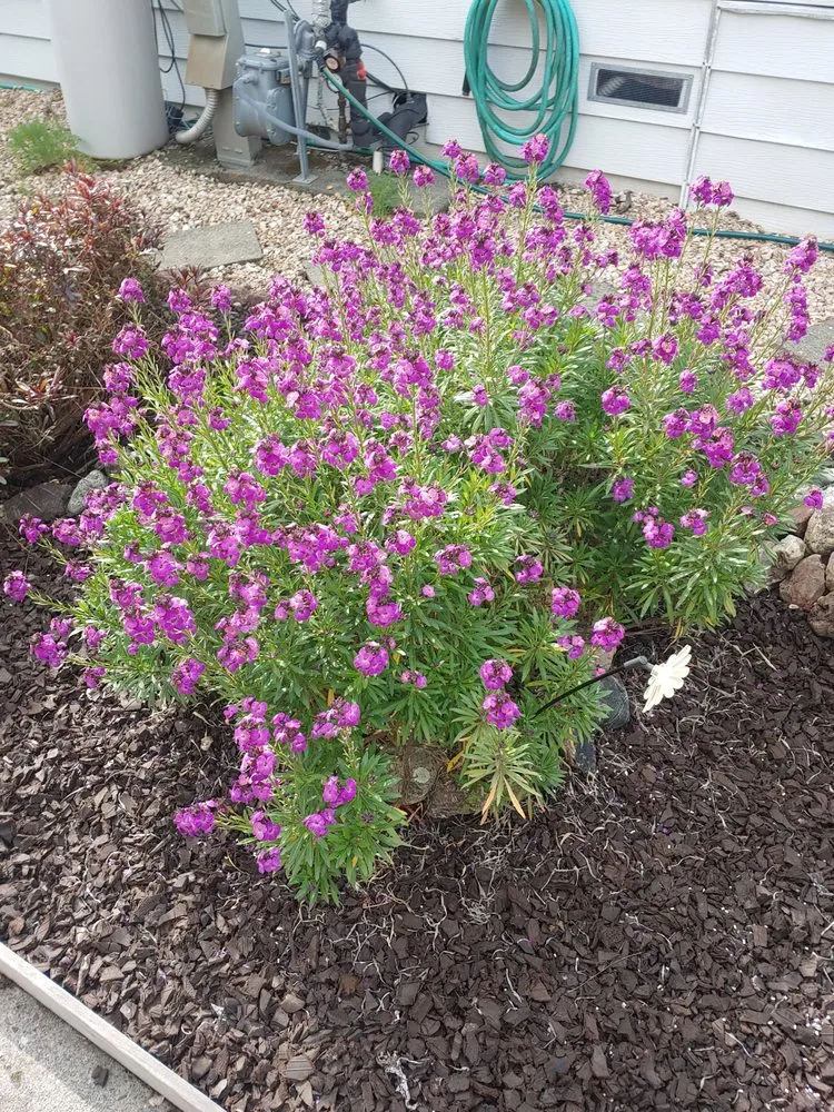 Reliable lawn care service experts serving Rohnert Park, CA - The Weed Man Landscaping Maintenance