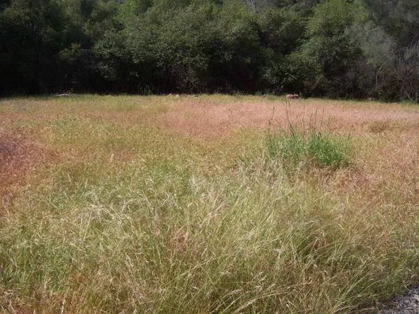 Trusted yard cleanup service in Meadow Vista, CA - The Weed Removal Specialist