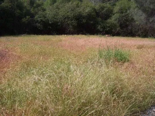 The Weed Removal Specialist