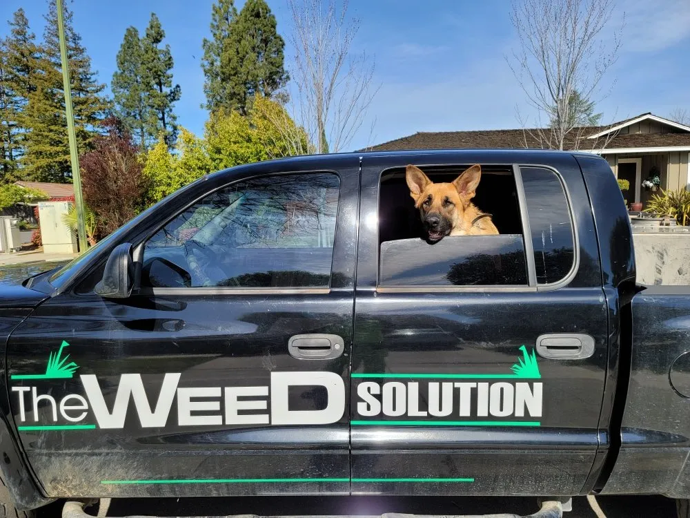 Custom landscape installation in Placerville, CA - The Weed Solution