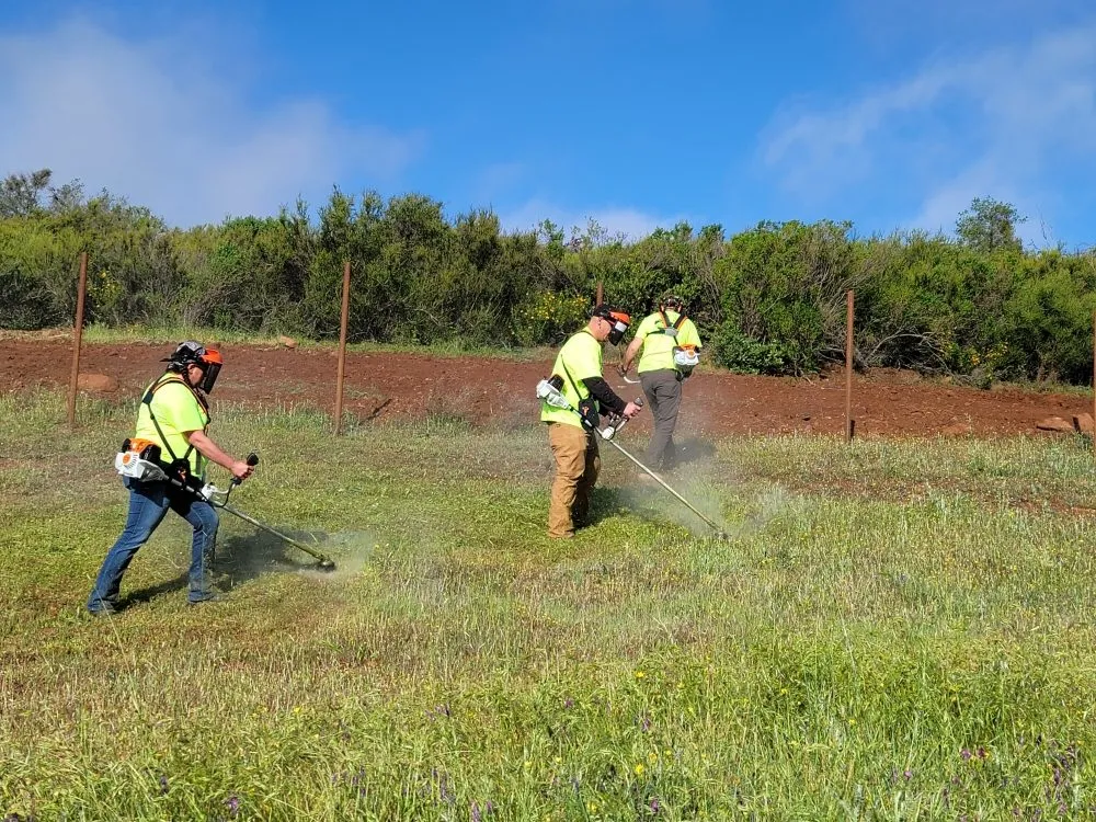 Expert yard cleanup service in Placerville, CA by The Weed Solution