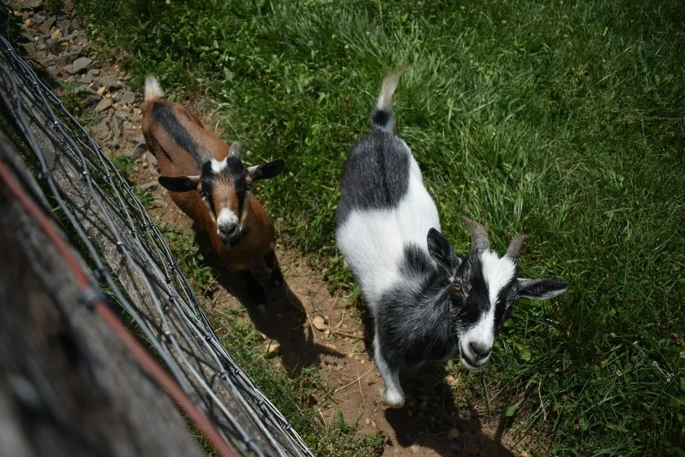 Professional landscape design in Albuquerque, NM - The Weed Warriors